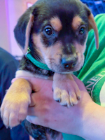 Opie - ADOPTED
