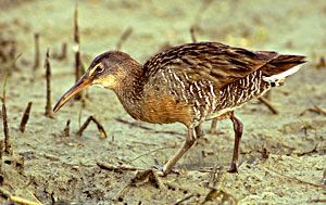 Beak of the Week: Clapper Rail