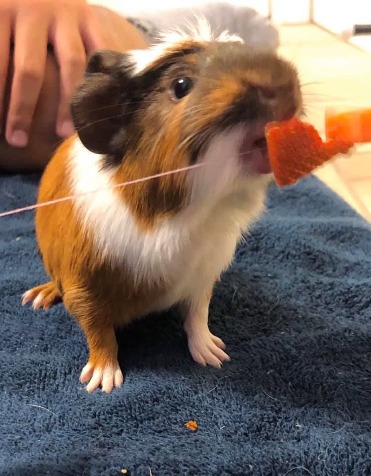Guinea pig trying it out