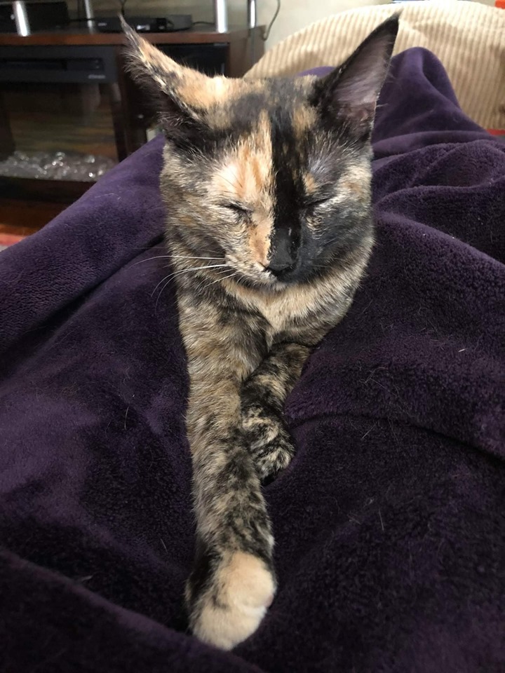 Pancake