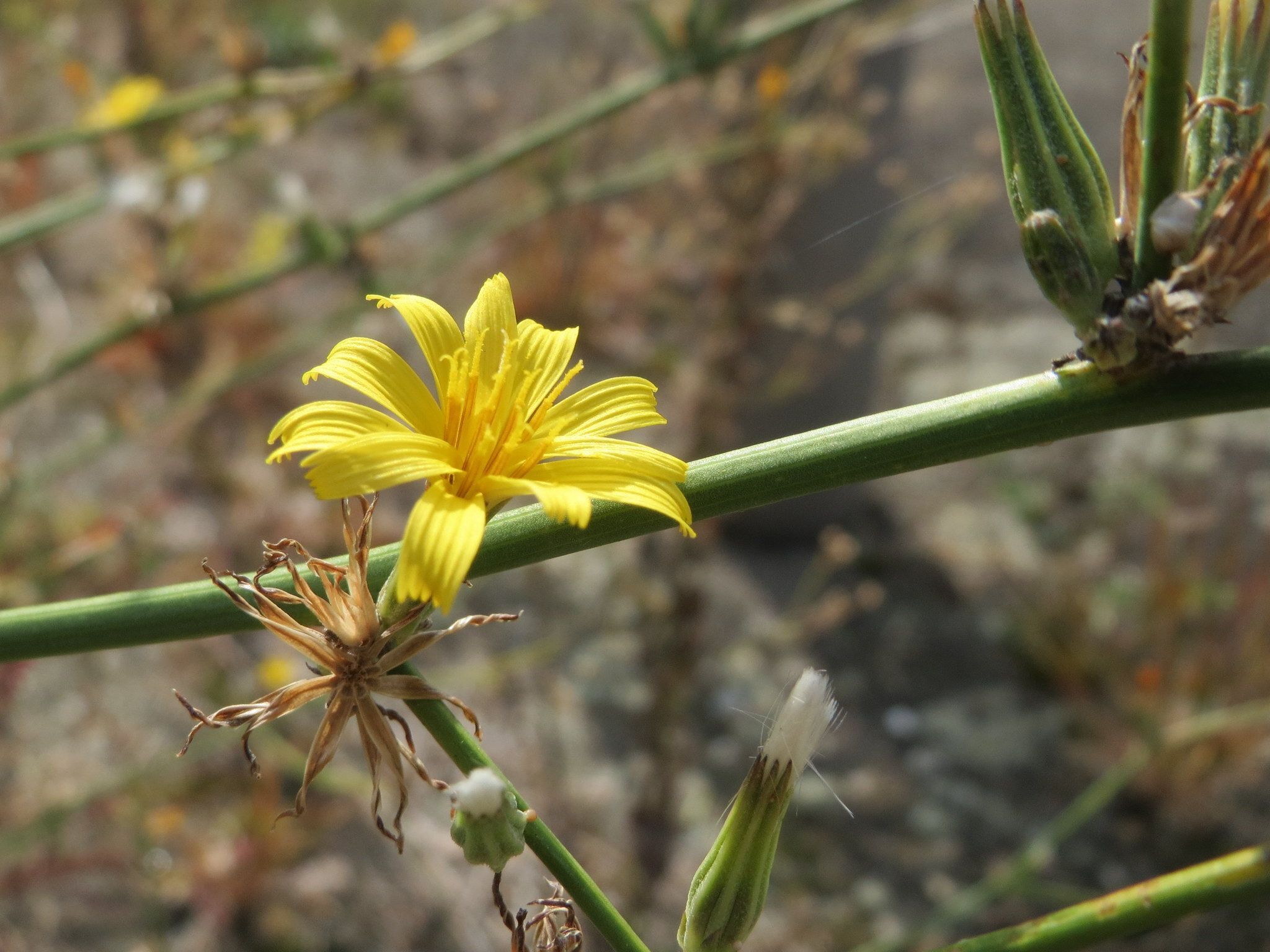 Rush Skeletonweed