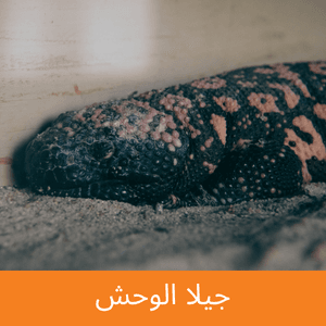Gila monster