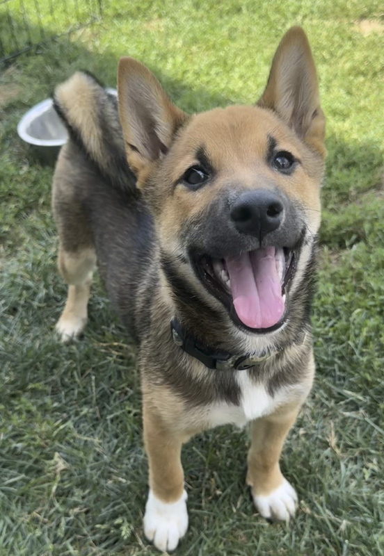 Taz