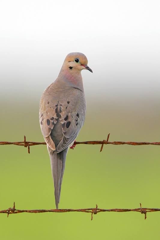 Mourning Dove