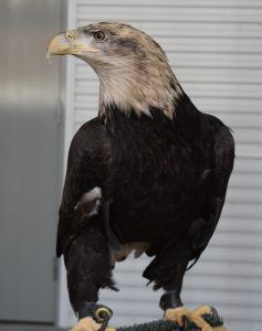 Hanna the Bald Eagle