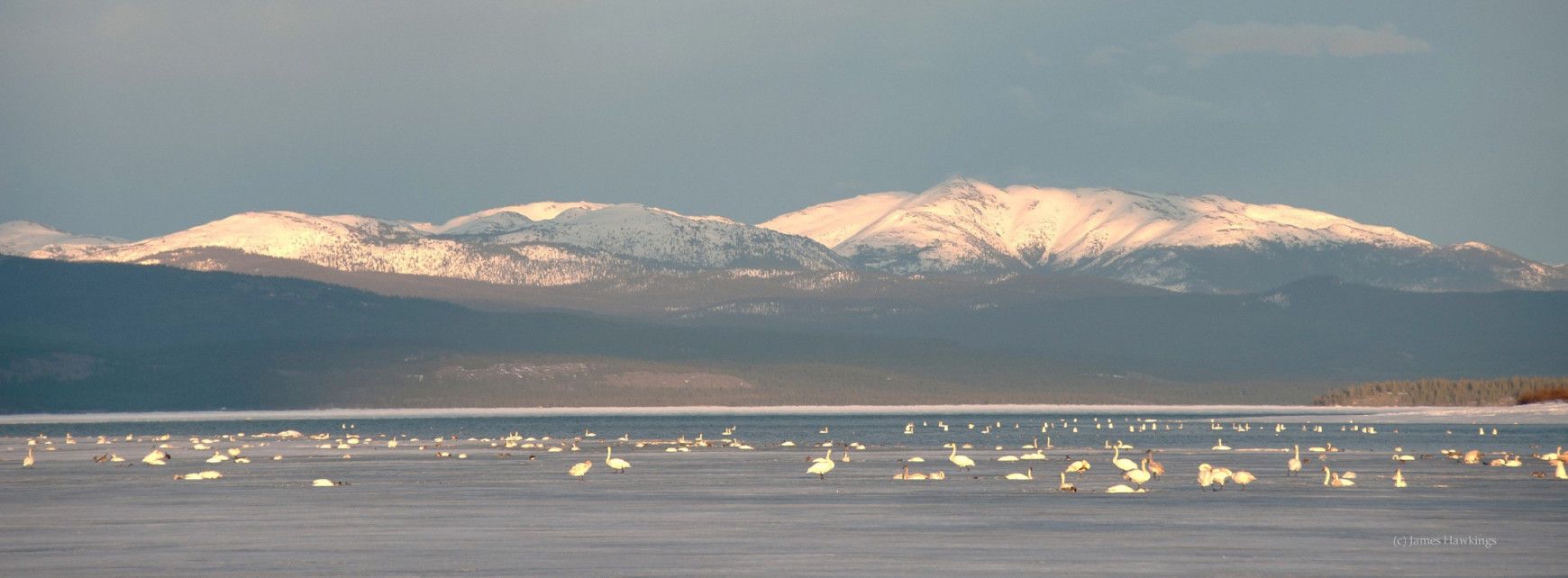 The Yukon is an important area for migrating birds, including tens of thousands of swans. Learn more about the Pacific Coast Population here.
