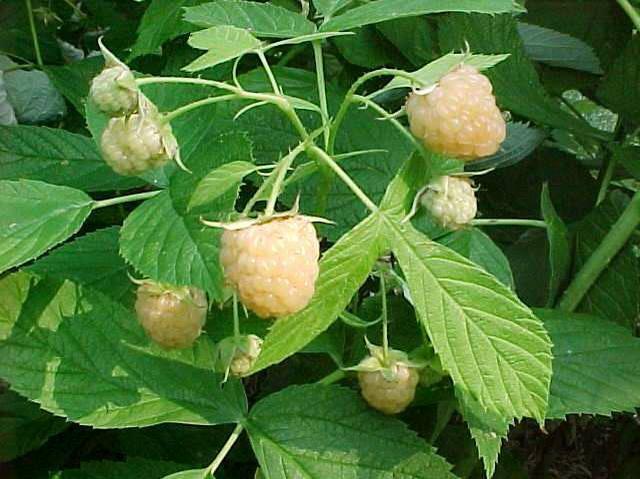 Fallgold yellow raspberry- Root cuttings (10"-16")