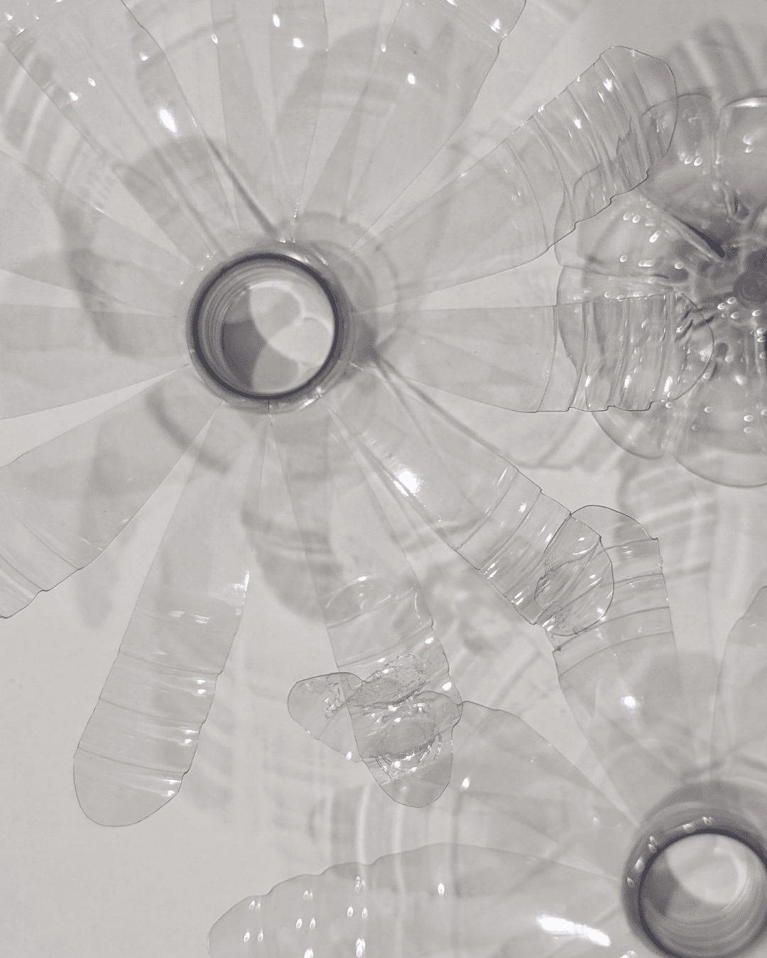 Flower art made from plastic bottles.