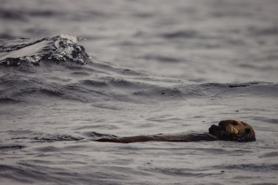 Delaney Murphy - Riding the Wave