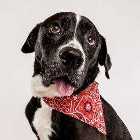 black and white dog in a red bandana