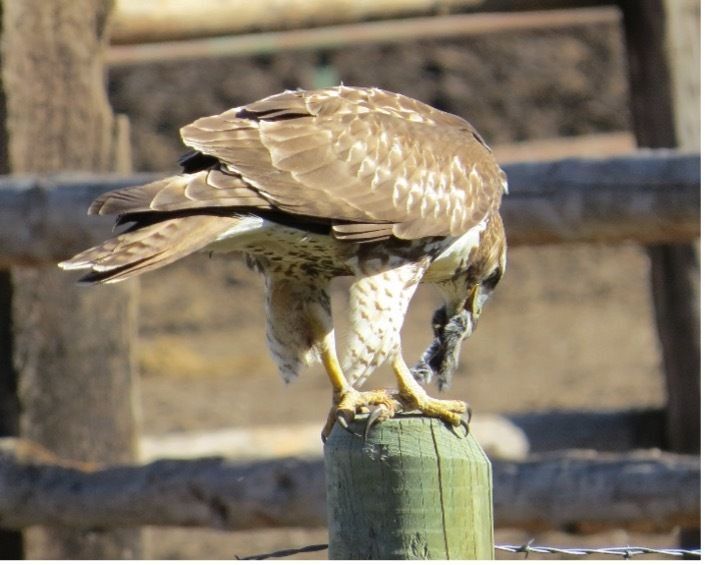 Immature Red-tailed Hawk perched on a fencepost eating prey.
