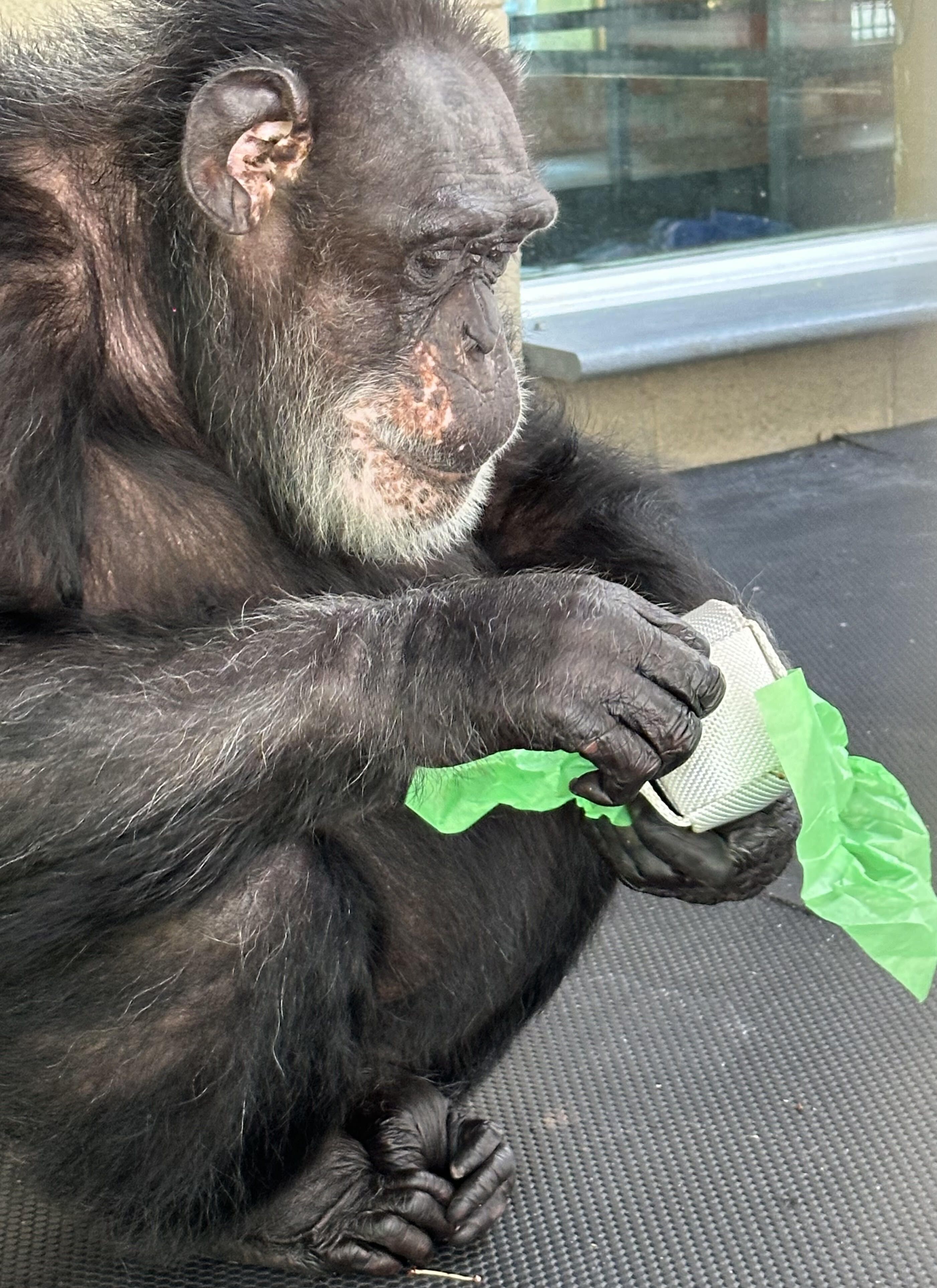 New Chimpanzee Enrichment at Fauna: Mini Hose Cubes