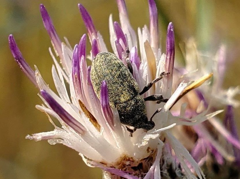 Knapweed Flower Weevil