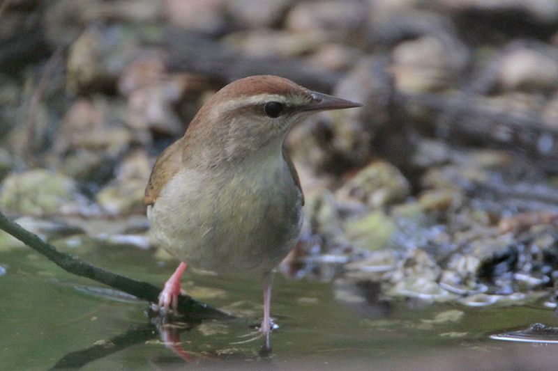 Swainson's Warbler