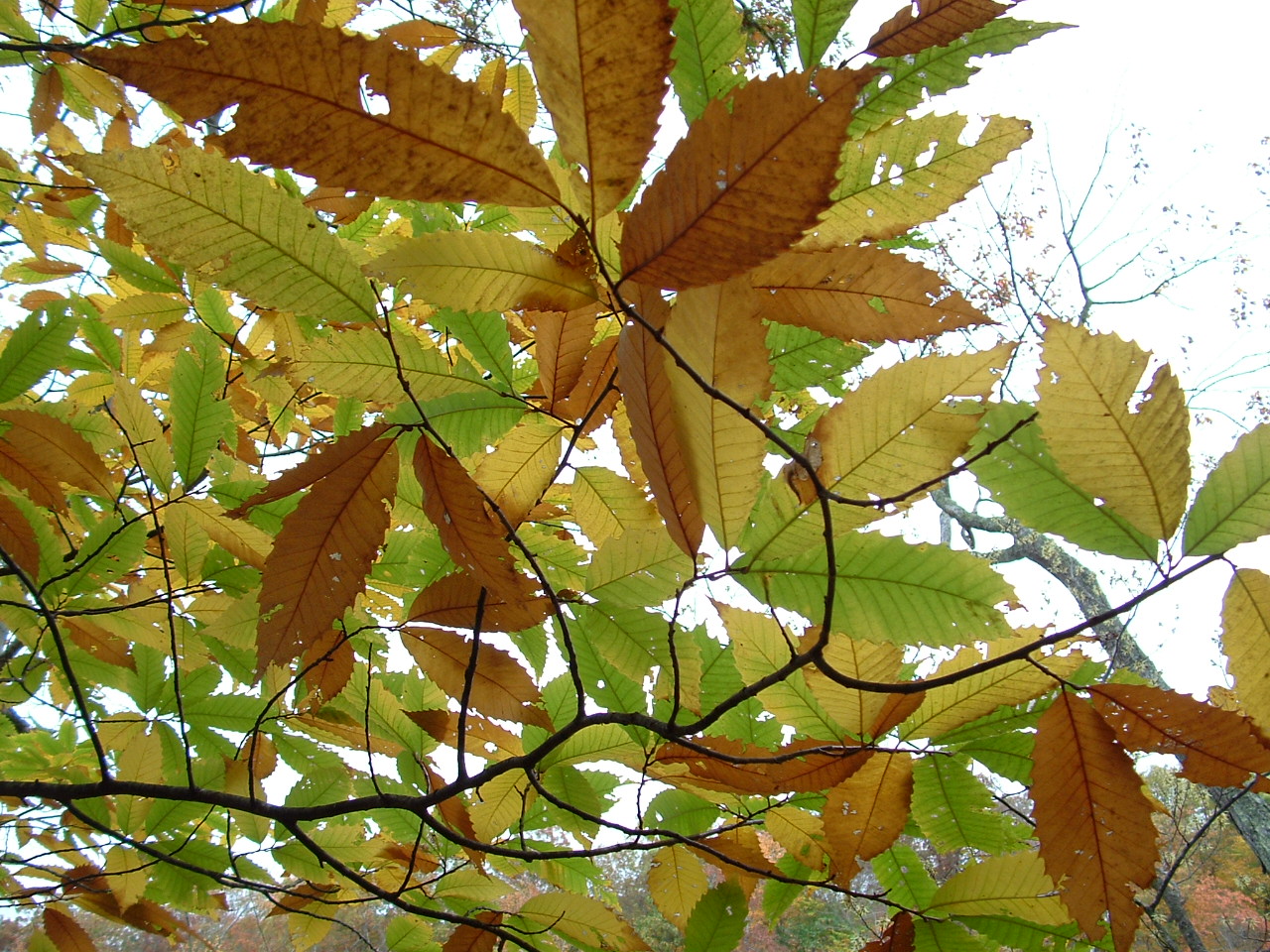 Chestnut Leaves at Davis Memorial Wildlife Refuge