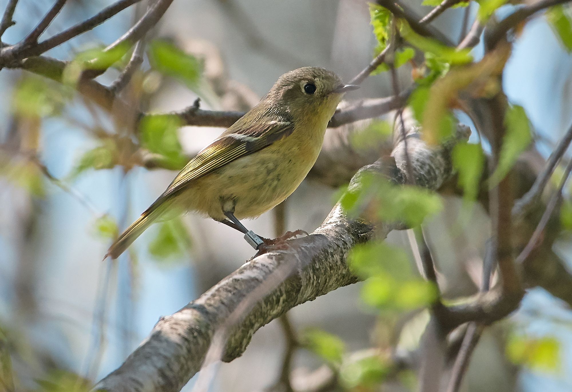 Ruby Crowned Kinglet