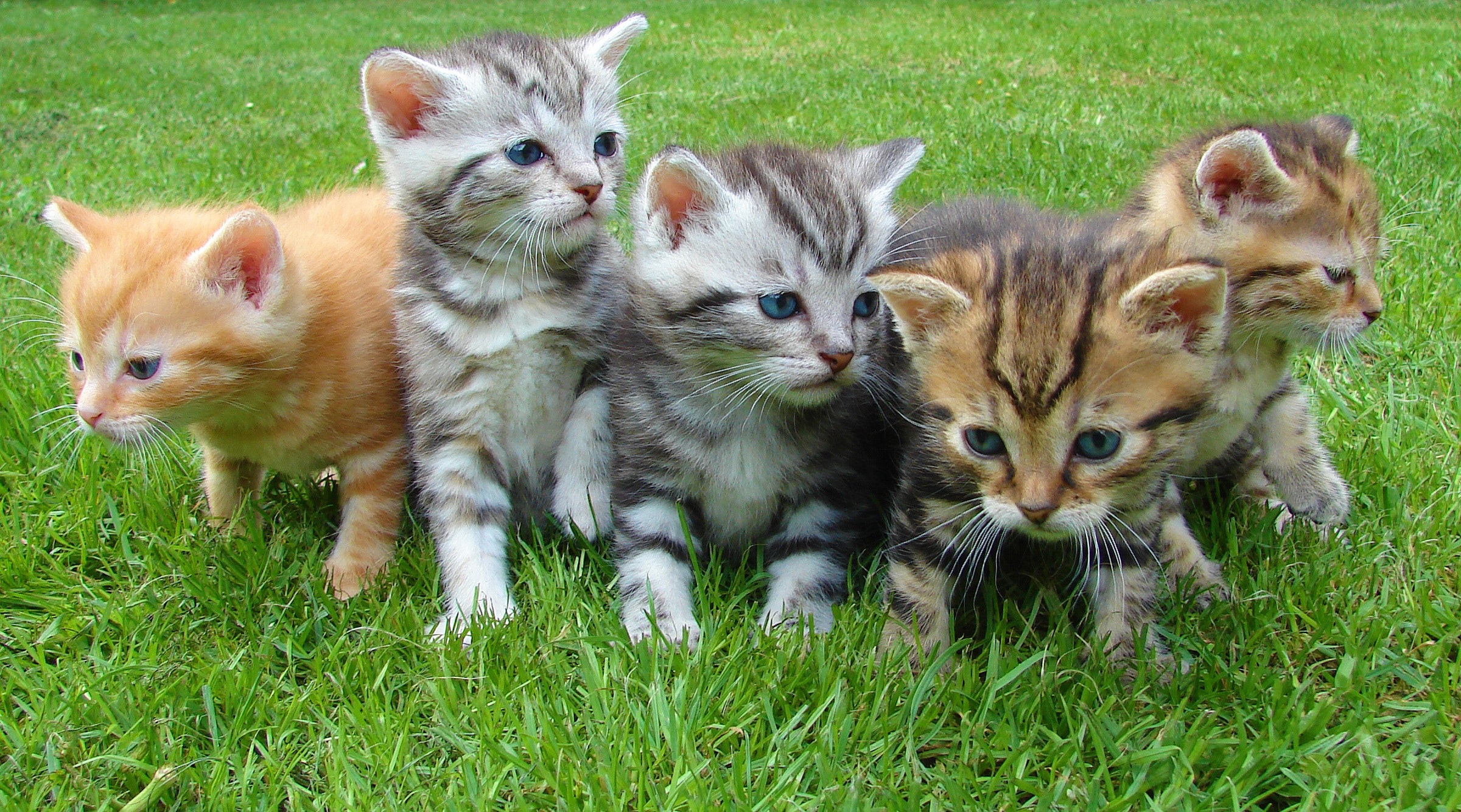 Get them fixed this World Spay Day