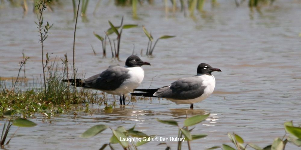 Laughing Gulls