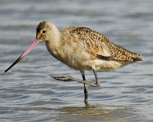 Marbled Godwit