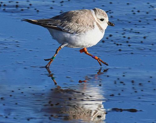 Monty the Piping Plover Back at Bolivar Flats