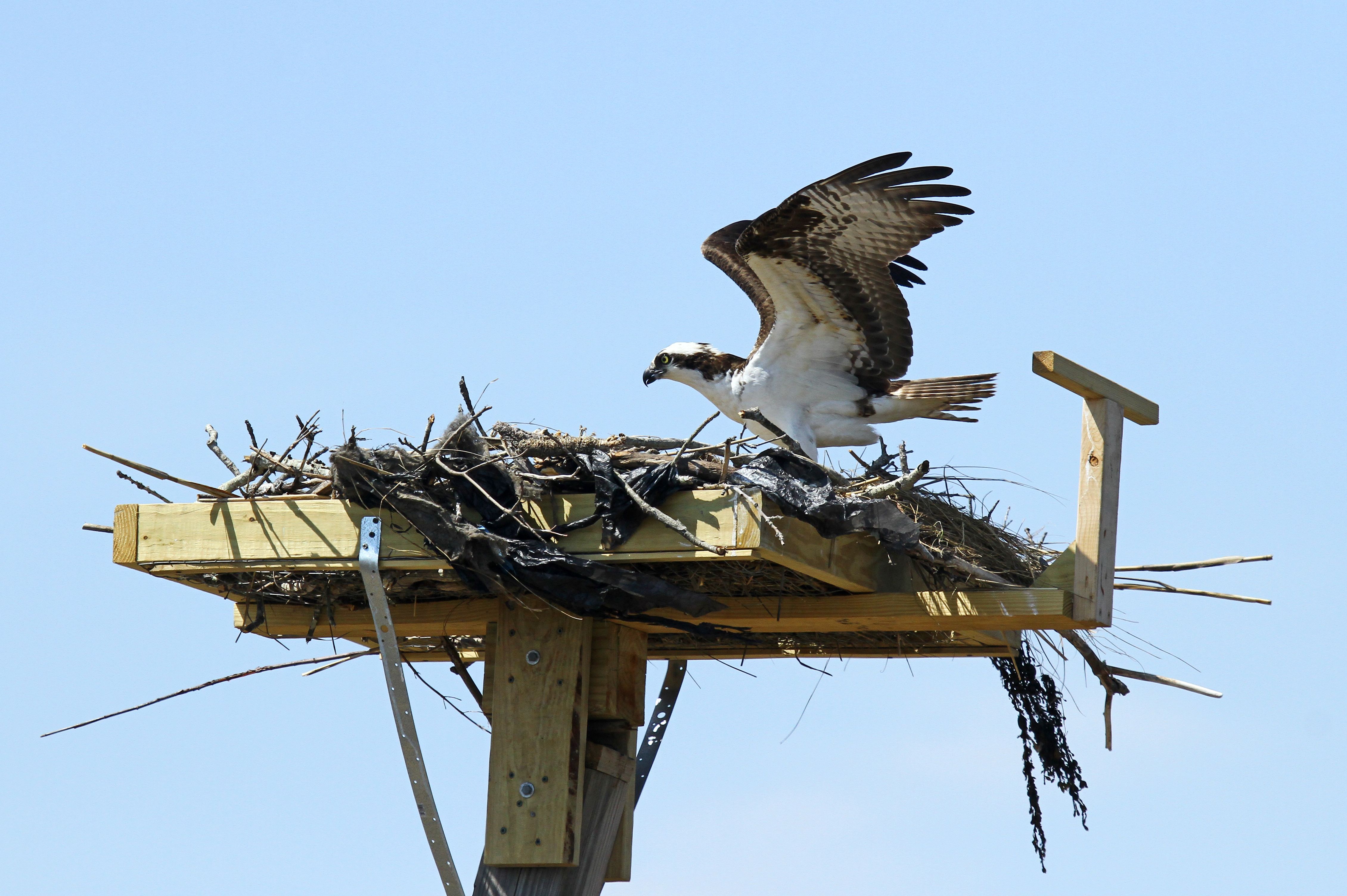 2019 Osprey Monitoring Season