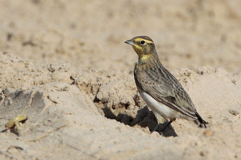 Horned Lark