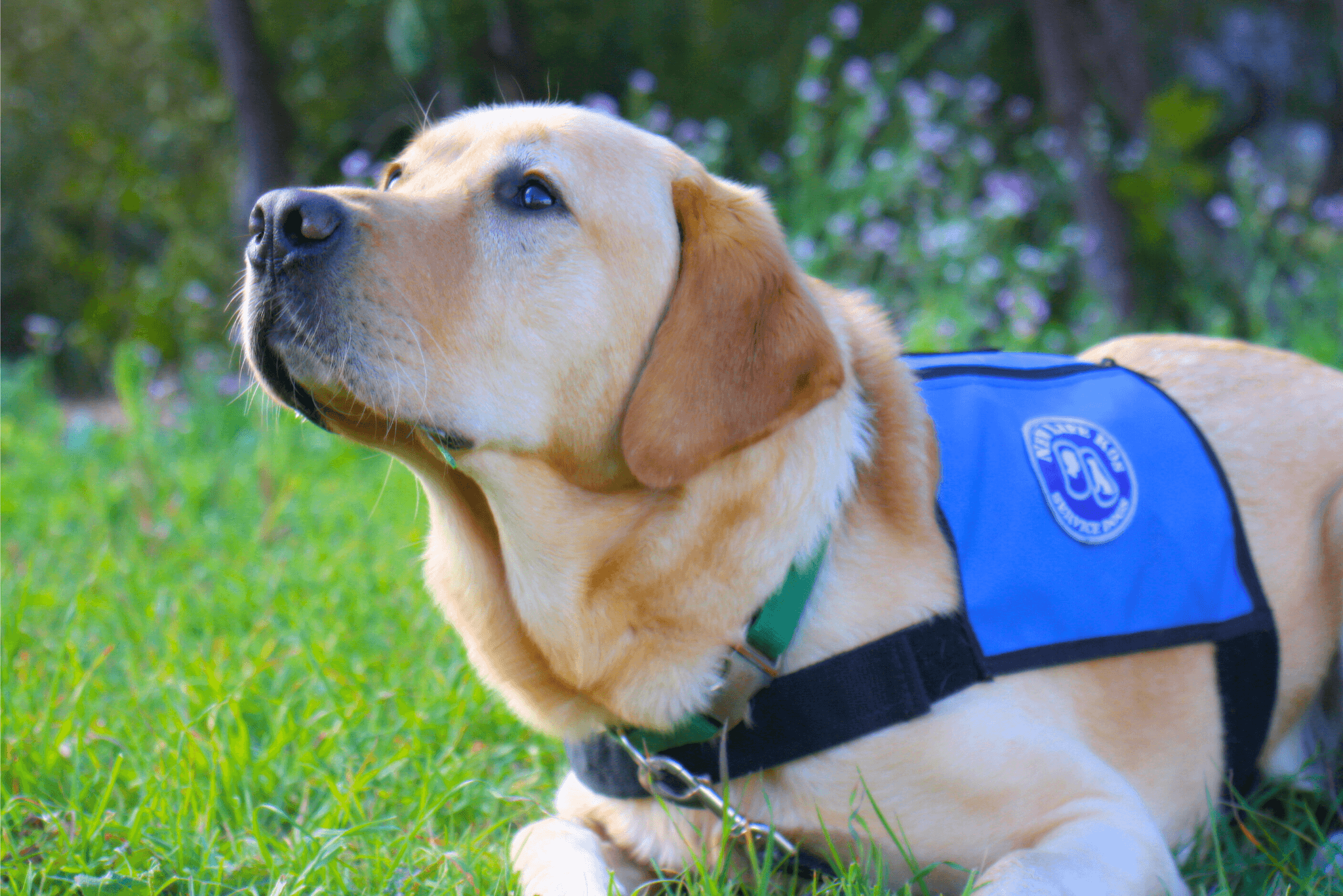 Mobility service outlet dog vest