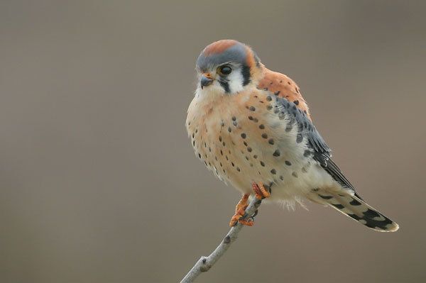 American Kestrel