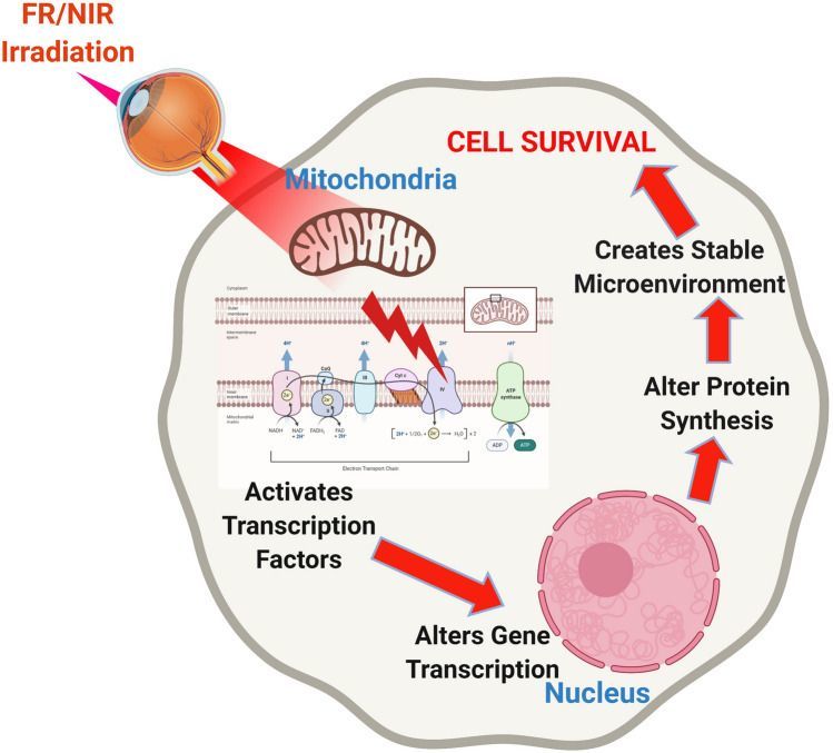 Photobiomodulation Therapy