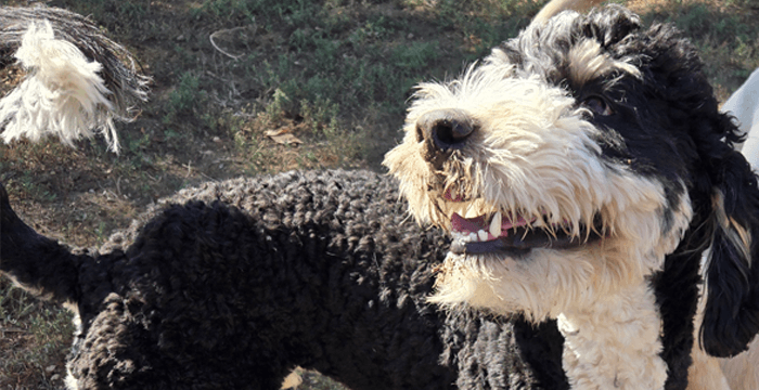 Cosmo playing with other dogs