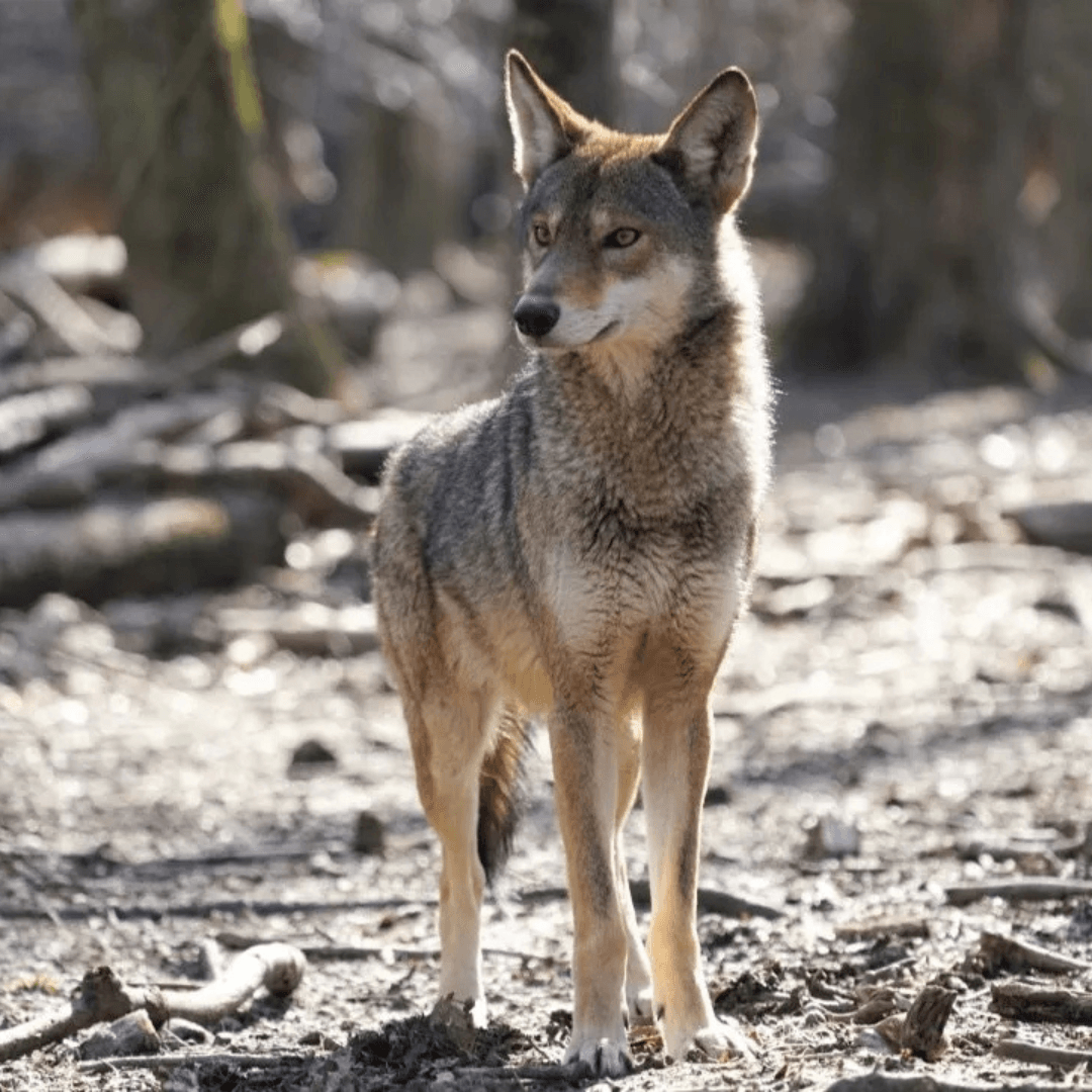 Red Wolves