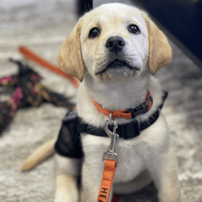 PAWS'bilities Welcomes Puppy in Training Atlas