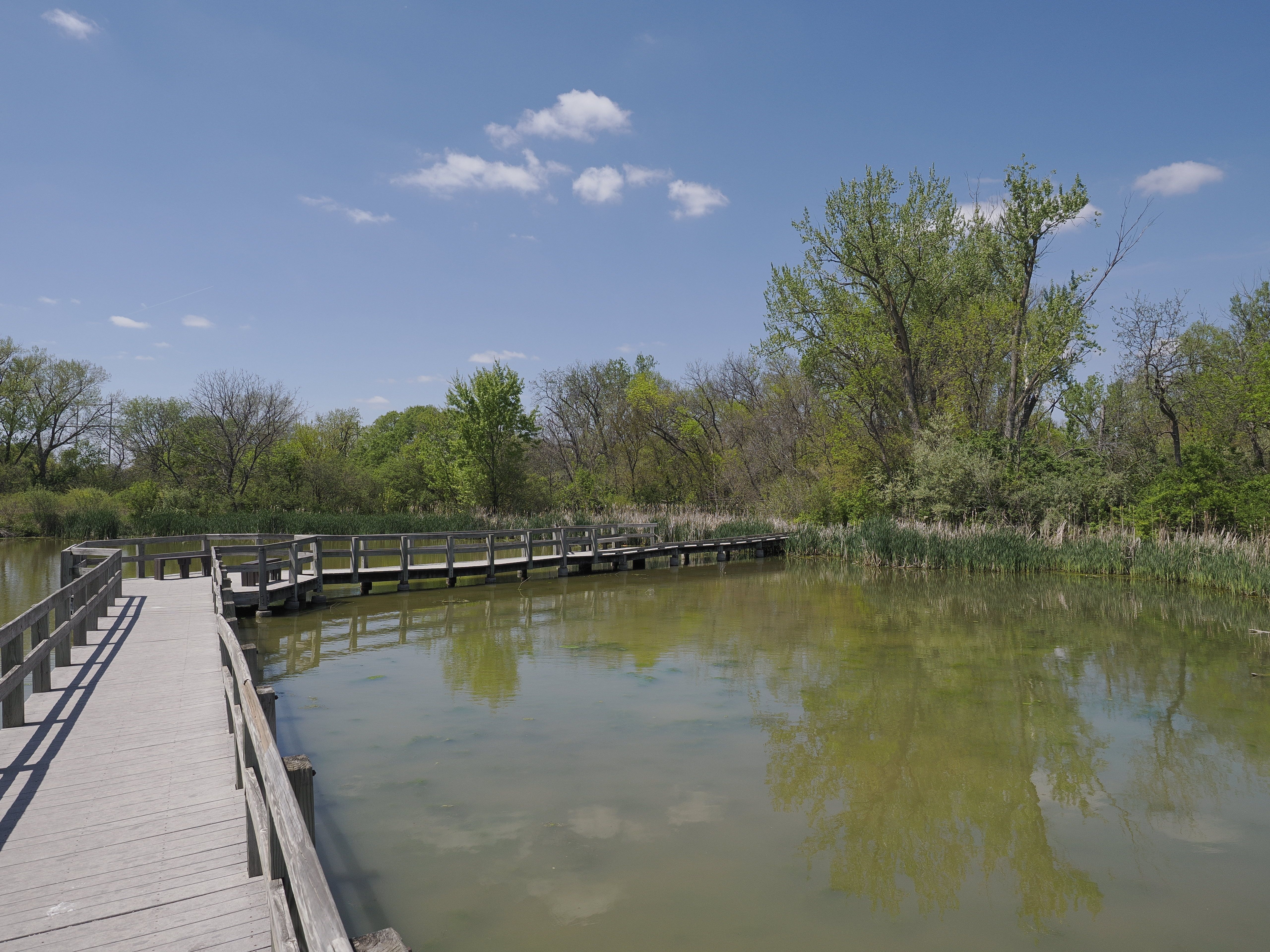 The boardwalk over the Heron Haven pond with budding trees and a blue sky in the background