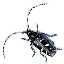 Invasive Asian Longhorned Beetle