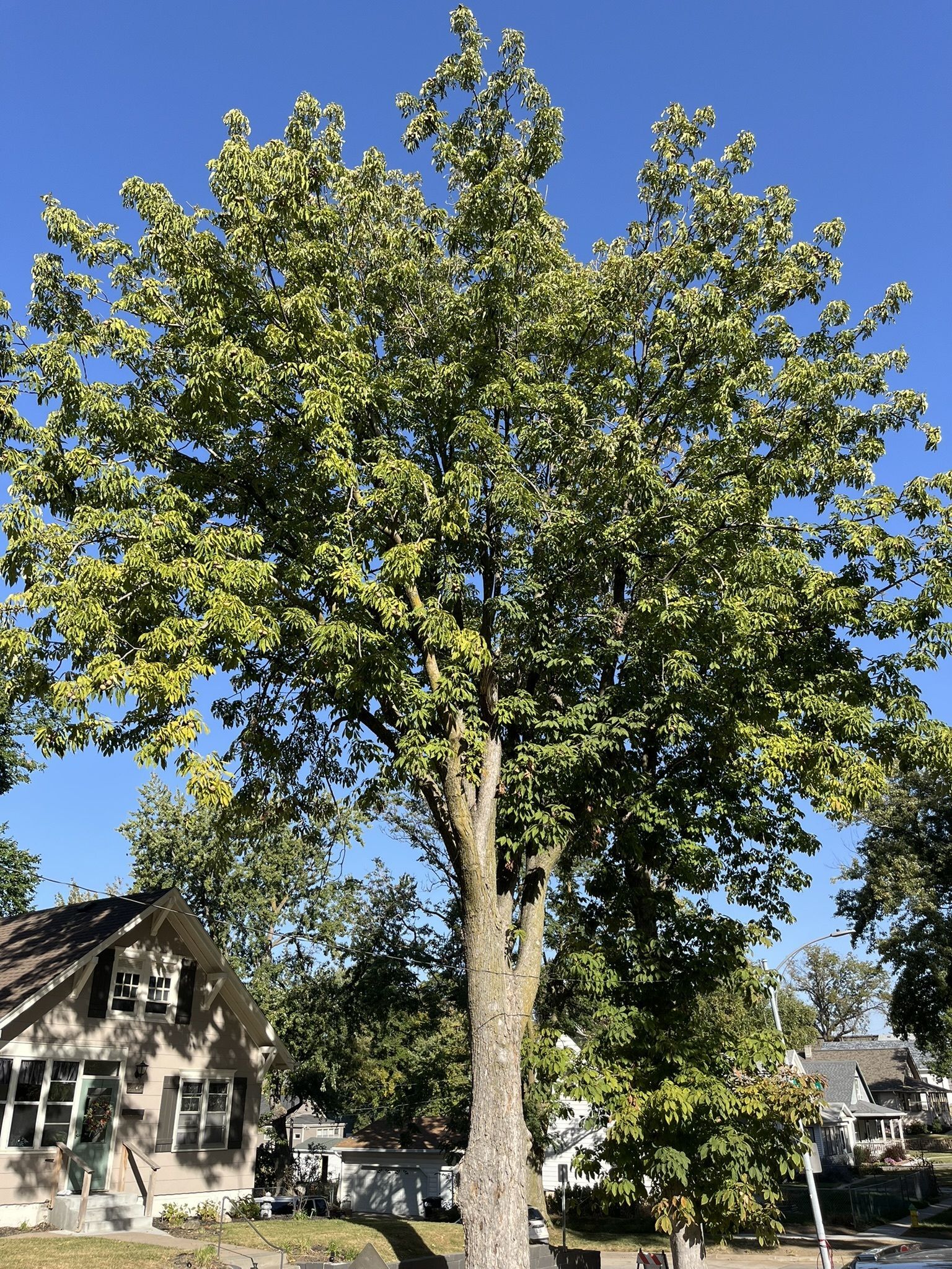 photo of yellow buckeye tree in summertime