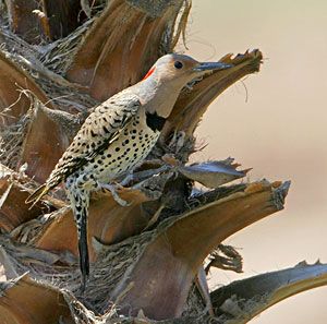 Northern Flicker