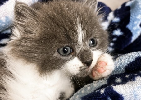 Snicker - ADOPTION PENDING