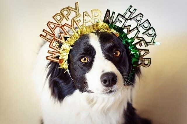 New Year’s Safety Tips for Your Service Dog