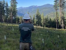 Reforestation Surveys on the Libby Ranger District