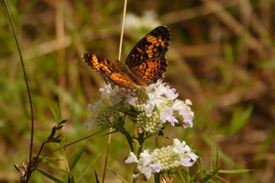 Orange and black pearl crescent butterfly on mountain mint flowers