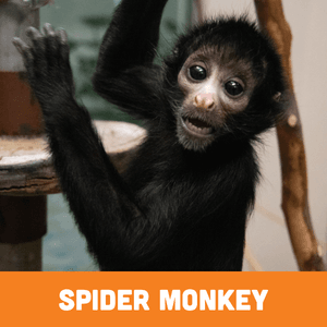 Spider Monkey