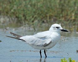 Gull-billed Tern