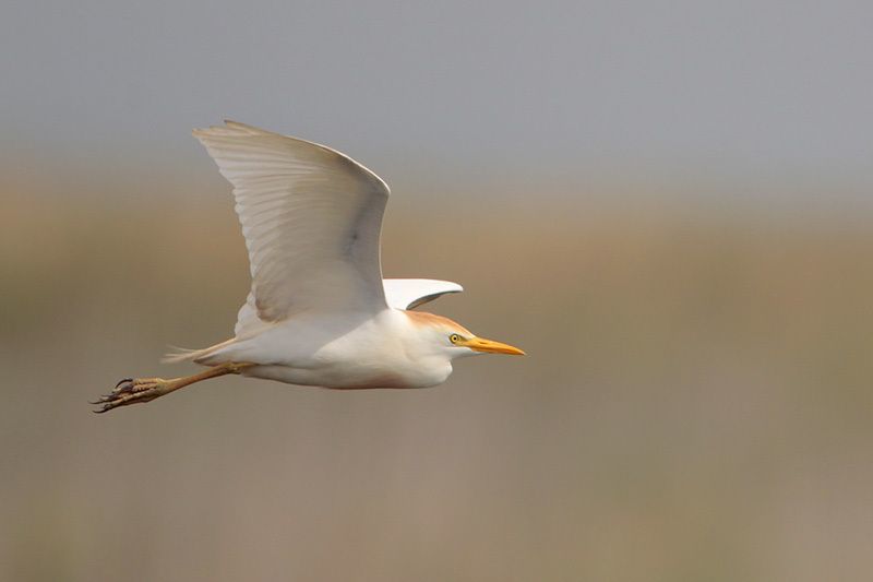 Cattle Egret