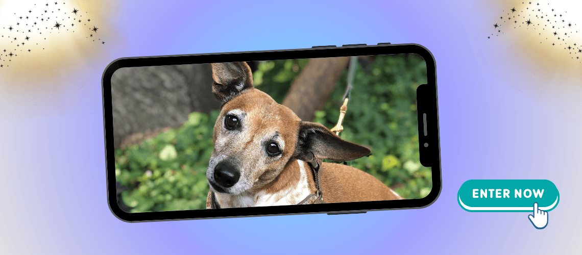 2027 Calendar of Superstar Pets