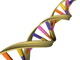 A picture of a strand DNA