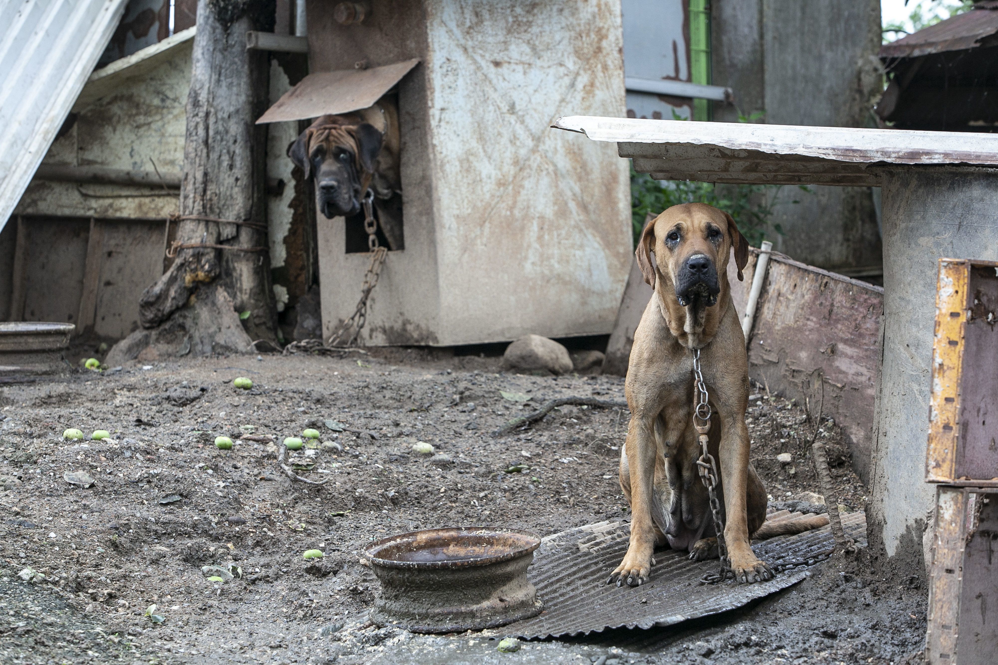 York County Spca Home