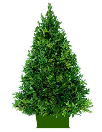 15” Boxwood Mini Tree