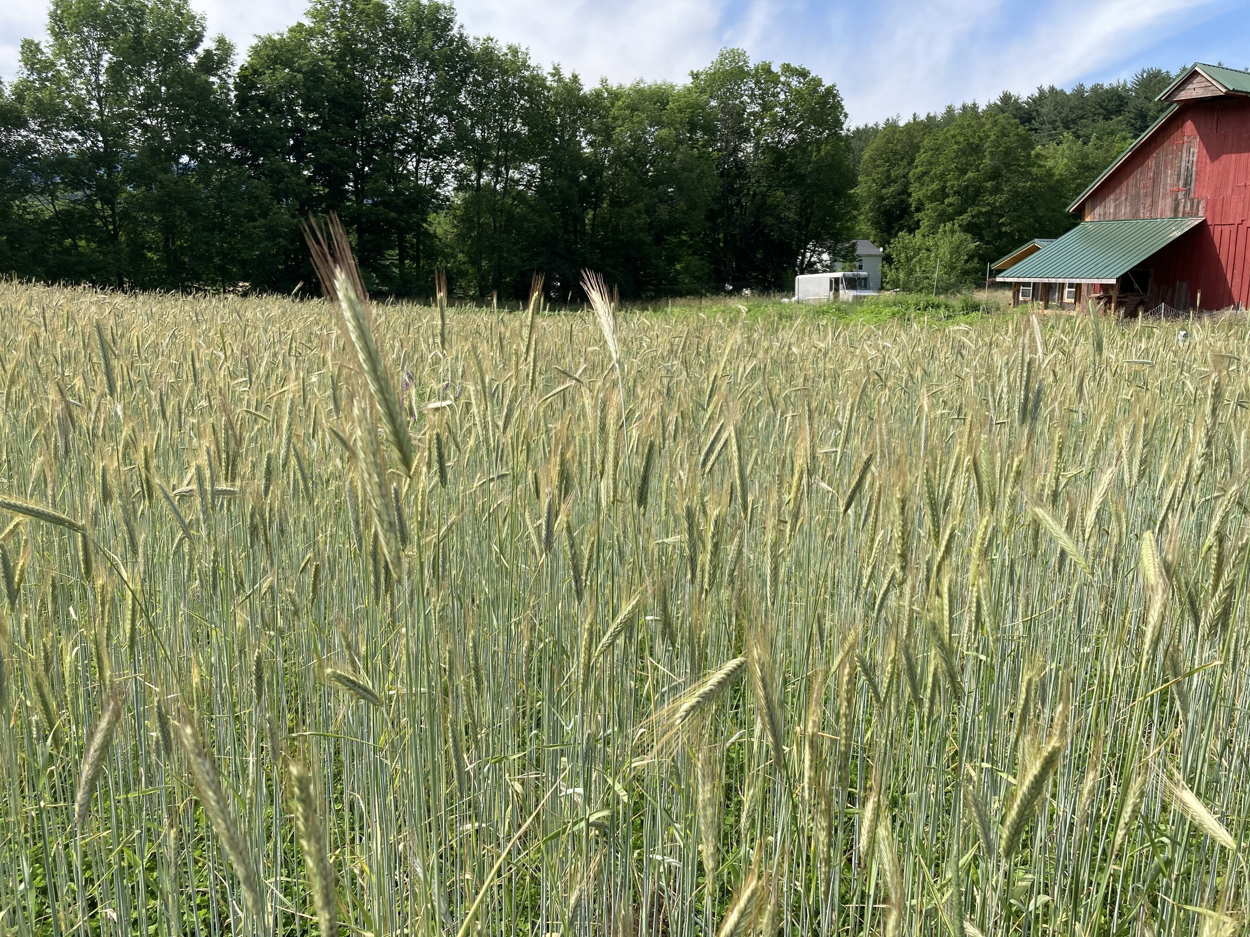 Rye at Newton Farm