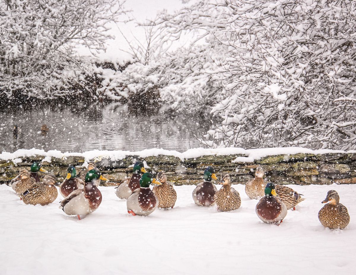 Mallard Ducks in the snow near a pond