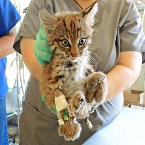 Dizzy Bobcat's Foster Kittens 2 of 2